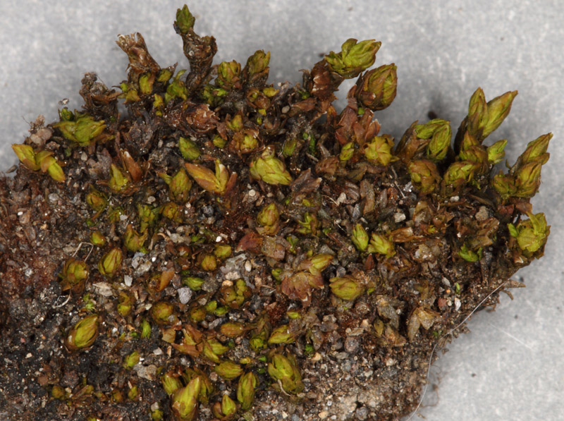 Nyholmiella obtusifolia